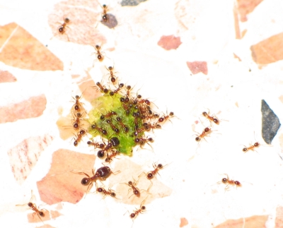 ants invasion
